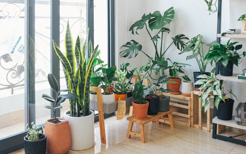Plantas ideais para iniciantes: 7 espécies que exigem poucos cuidados