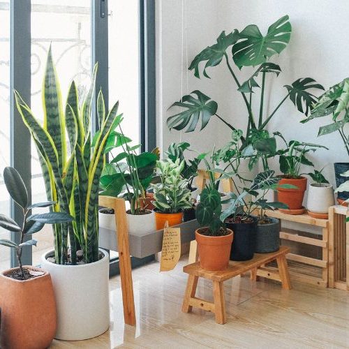 Plantas ideais para iniciantes: 7 espécies que exigem poucos cuidados