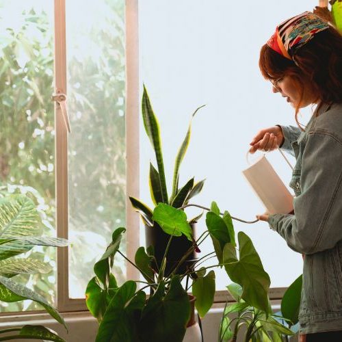 Cuidados básicos com plantas de interior: rega, luz e adubação